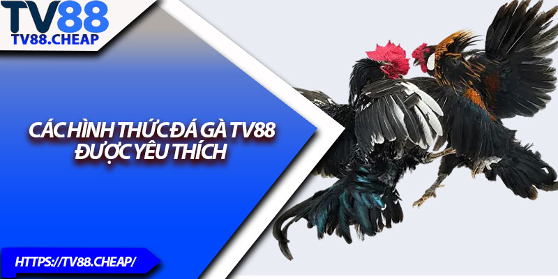 Đá Gà TV88 – Giải Trí Đậm Chất Kịch Tính Cho Bet Thủ 3 Các hình thức đá gà TV88 được yêu thích
